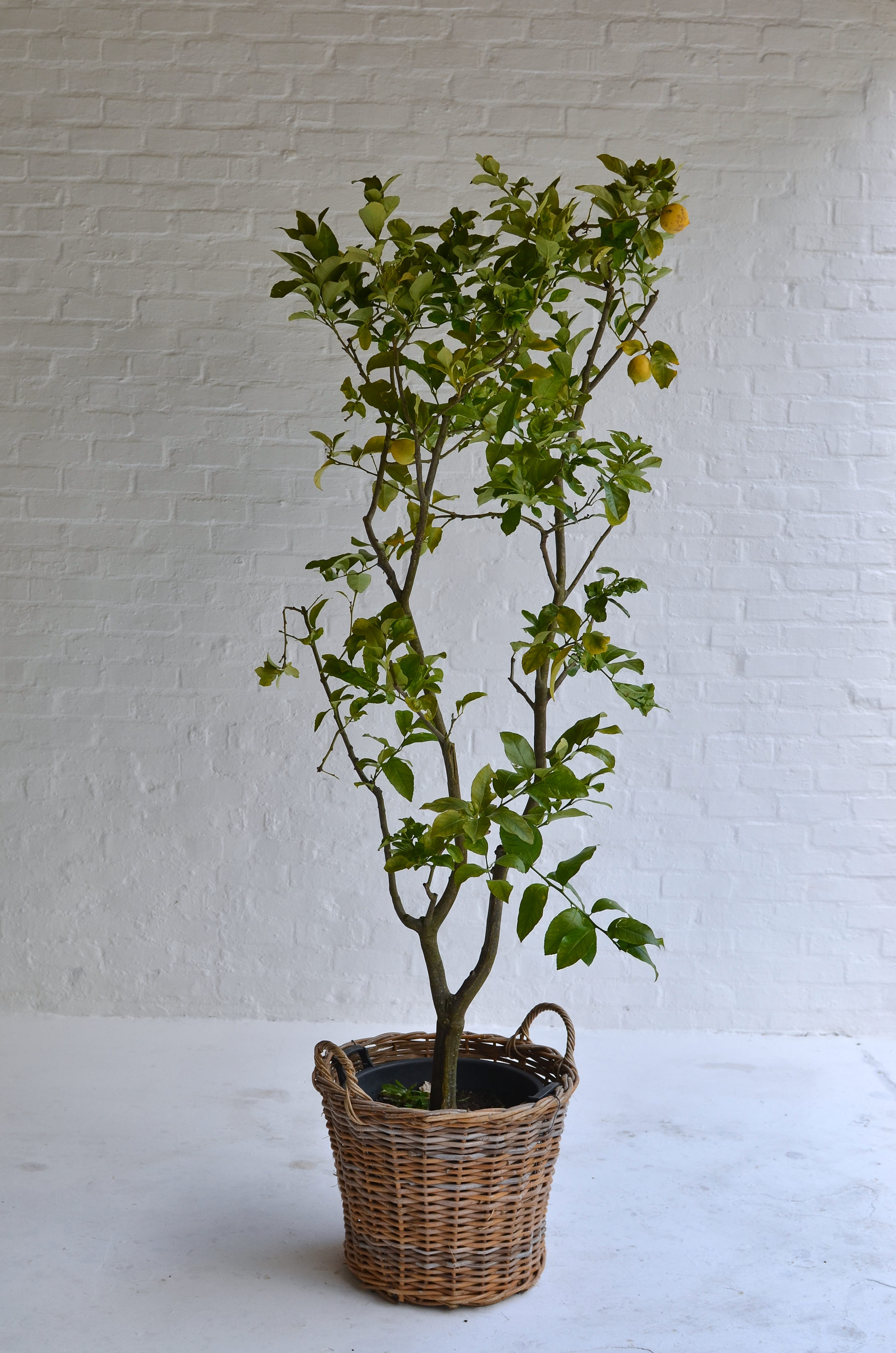 003 Lemon trees in Baskets